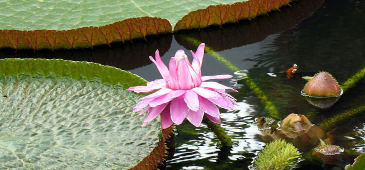 Practice and Dispassion