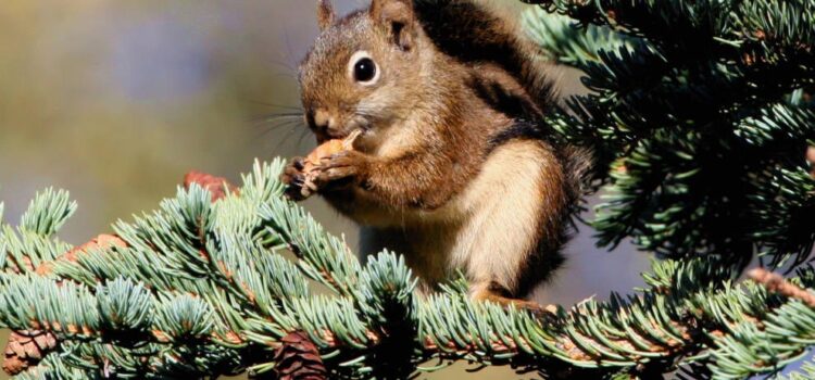 A Squirrel's Tale