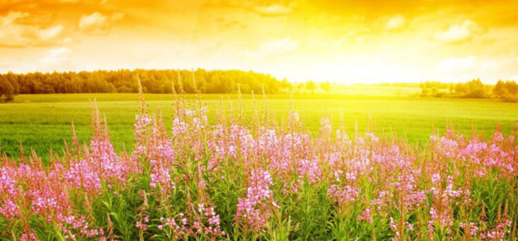 Surrender to the Higher Power and all will be well