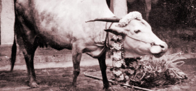 Cow lakshmi