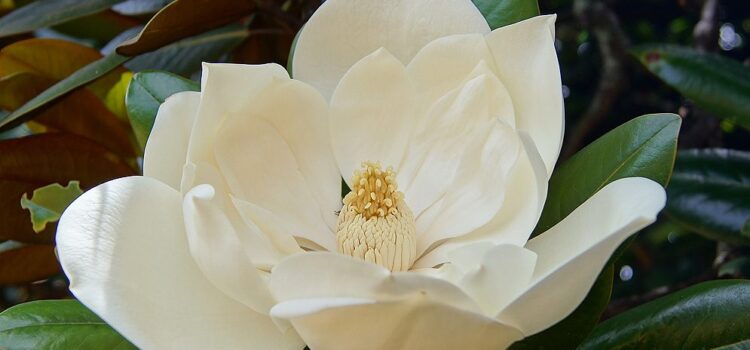 May Bhagavan give me strength of mind