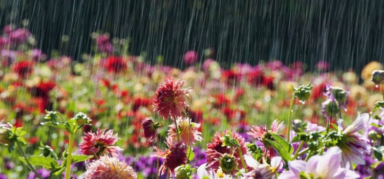 Rain, rain....come back again....