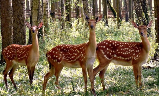 Can a householder attain self-realization ?