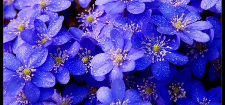 Forty Verses on Reality Supplement (Complete) Forty Verses on Reality Supplement