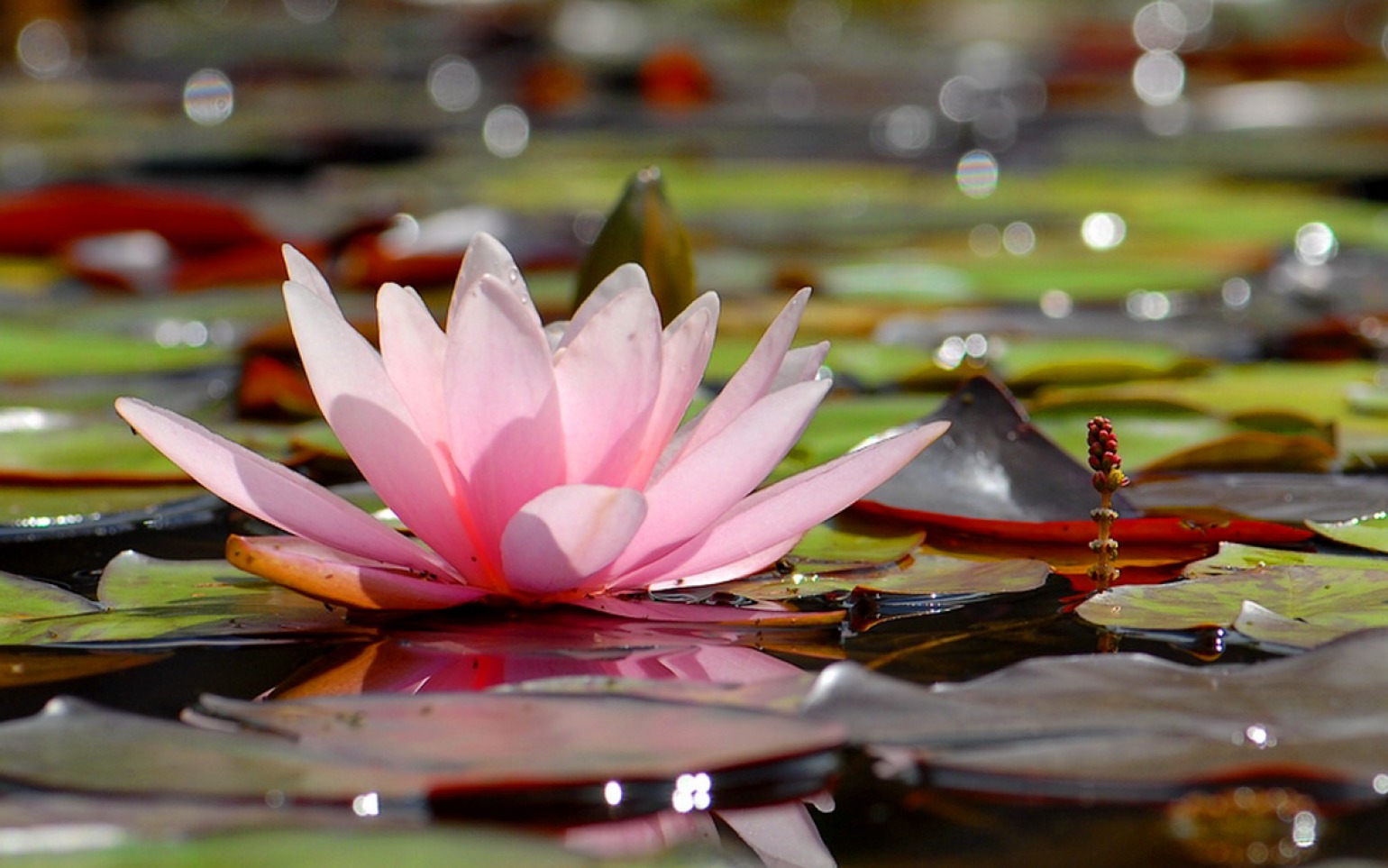 Greatest Help To Humanity