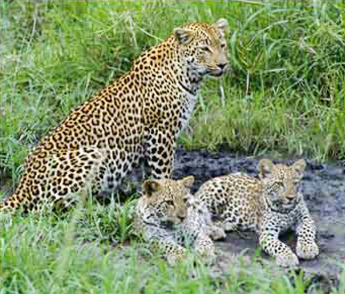 Ramana Maharshi and Animals