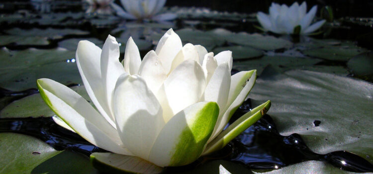 Sacred Mantra cannot be taken casually