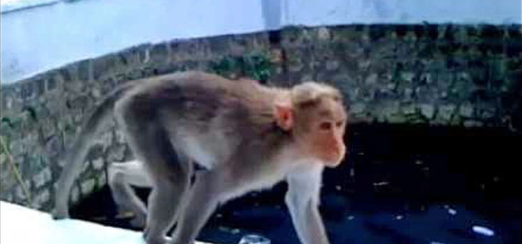 13. சாந்தமான குரங்கு | ஆன்மா மட்டுமே உள்ளது Peaceful monkey