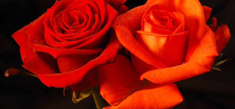 Two Ways to get Real Bliss