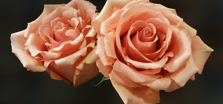 Make no effort to work or to renounce work